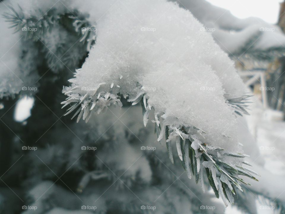 branch of spruce in frost, winter 2017