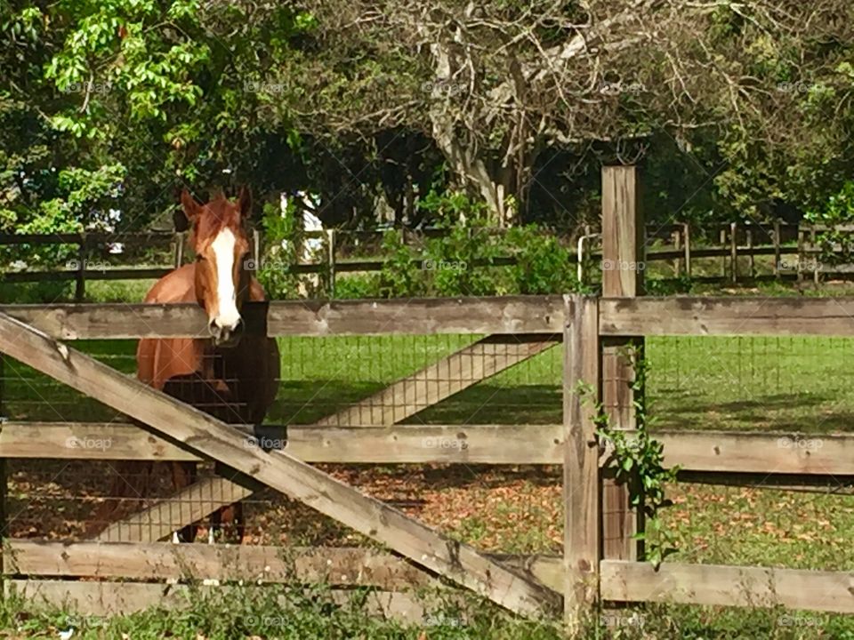 Horse Fence 