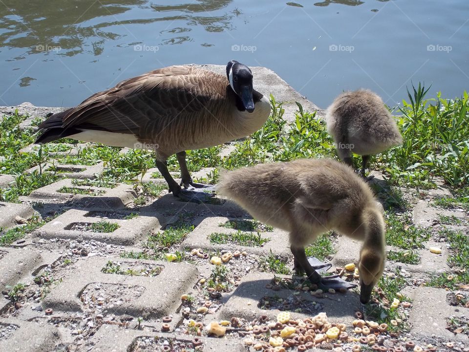 baby geese eating cereal