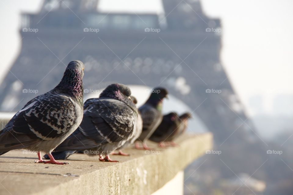 Honey, we finally reached Paris.