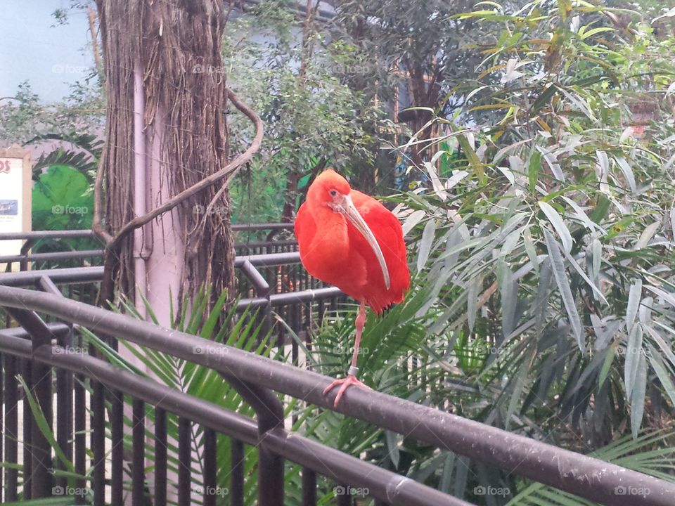 red bird . saw this bird... 