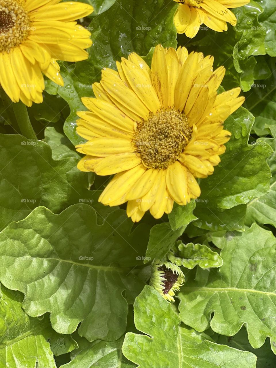 Spring is in the Air. Beautiful yellow flowers with lush green leaves. 