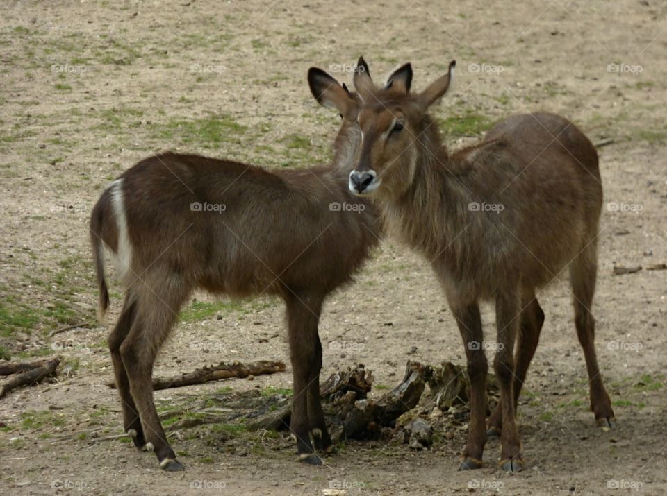 deers in Burgers Zoo, The Netherlands