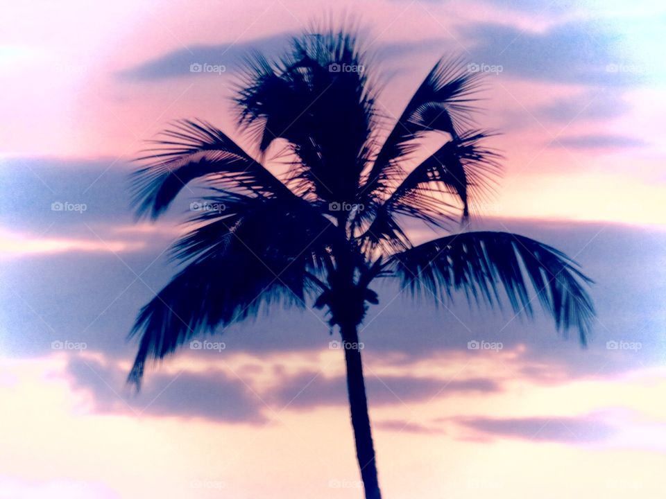 Palm Breezes