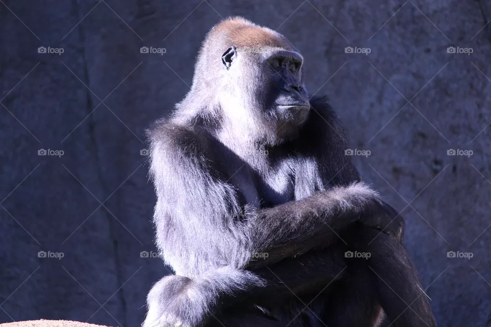 Gorilla