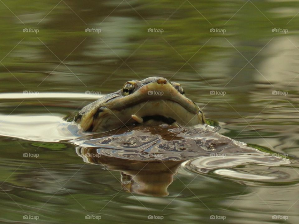 Happy turtle swimming in the pond
