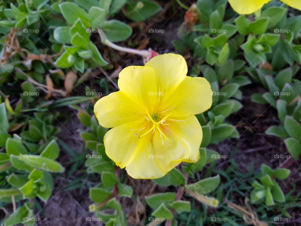 Beach Ground Flower