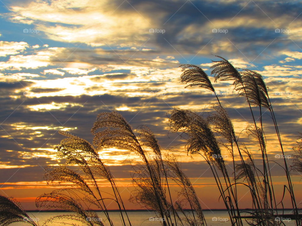 Plants in sunrise