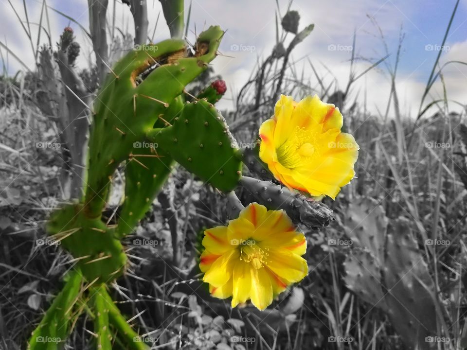 very grateful pictures this is very attractive