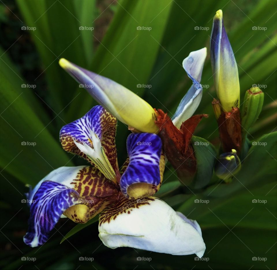 Elevated view of iris flower