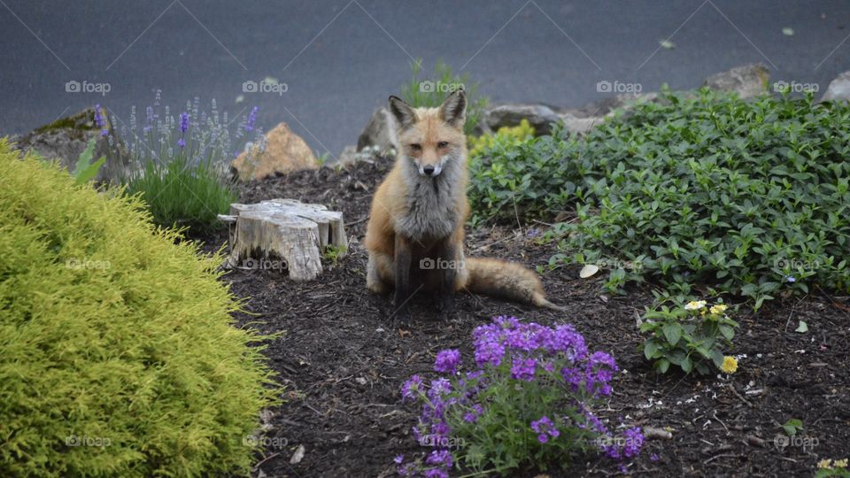 Fox in a garden