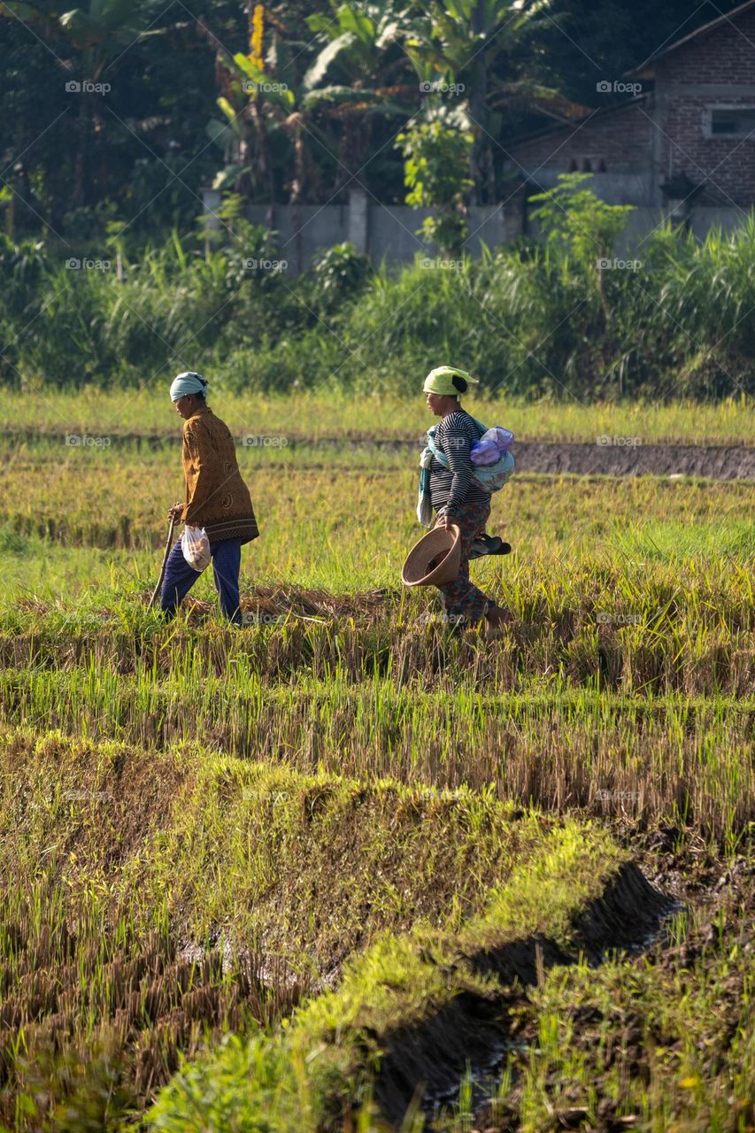 female farmers are walking with breakfast for workers in the fields at the morning