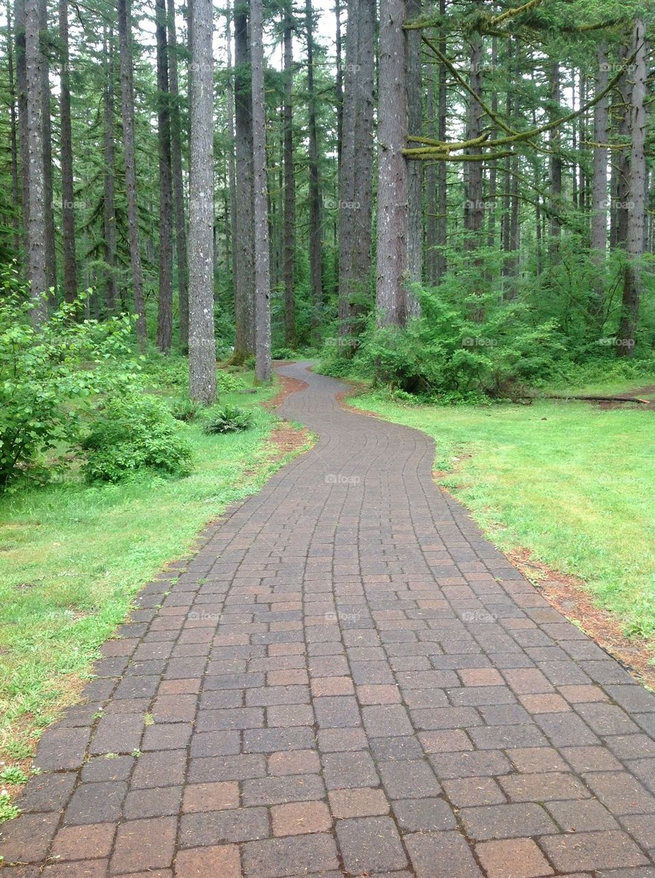 Peaceful forest path