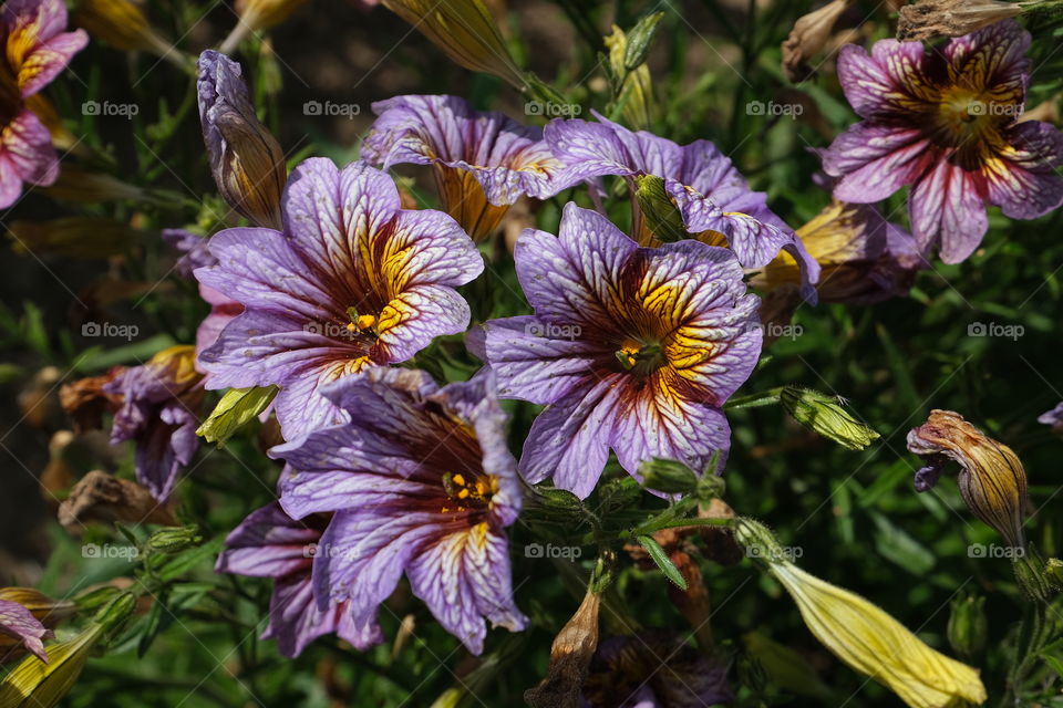beautiful flowers in the garden