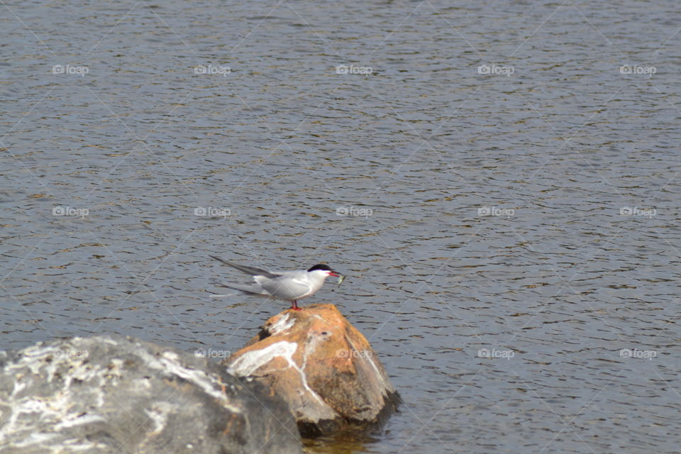 Tern with fish