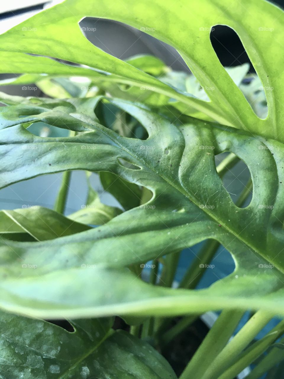 Leaf, Flora, Nature, No Person, Growth