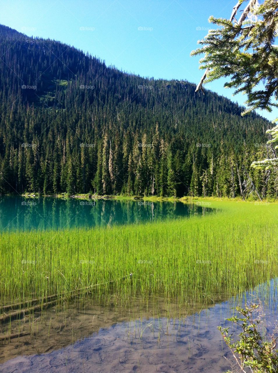 Lower Lake forest views at Joffre Lakes Provincial Park