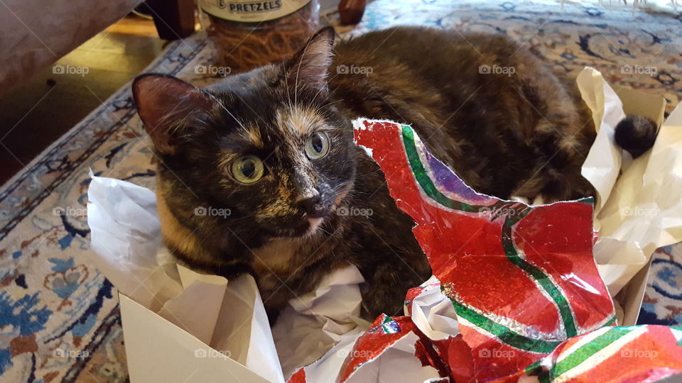 Where is the catnip?