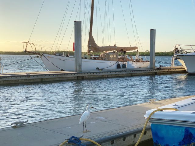 Egret at Ponce Inlet Marina