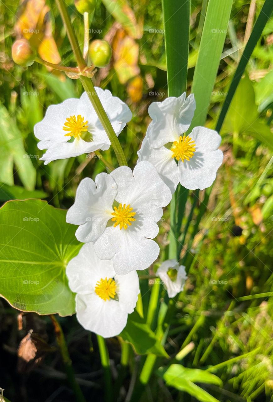 White Primrose