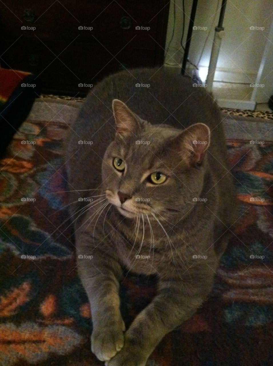 Beautiful house cat . Family cat in the living room chill time 