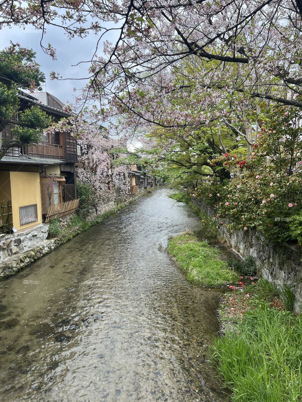 Cherry Blossoms 