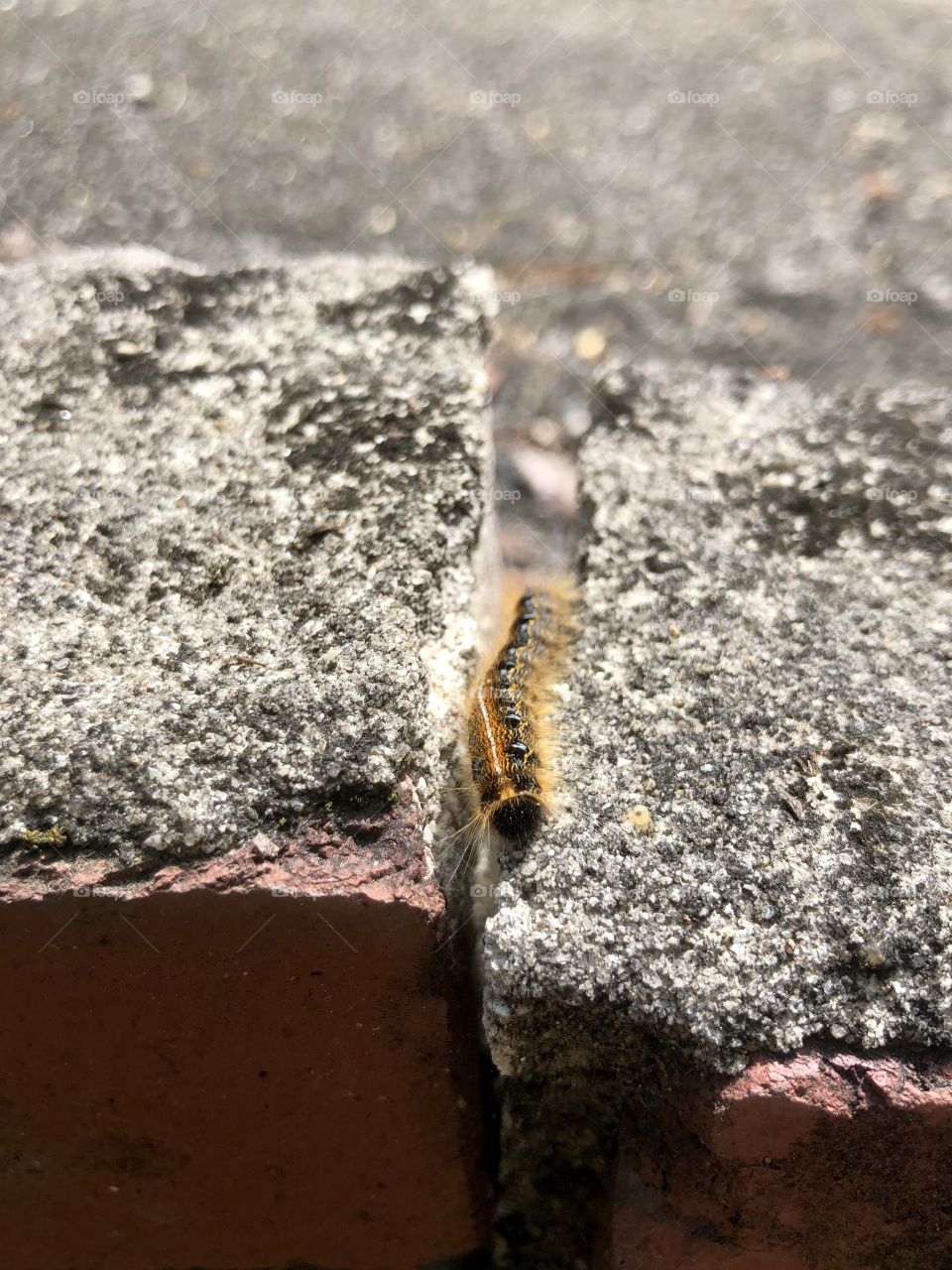 Fuzzy caterpillar between bricks 