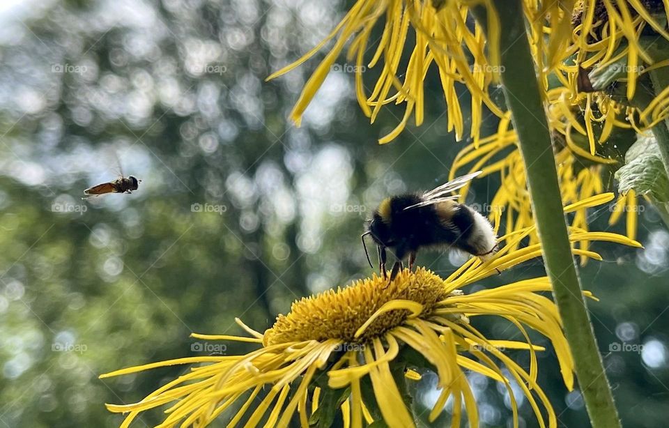 Bumblebee with a friend approaching 