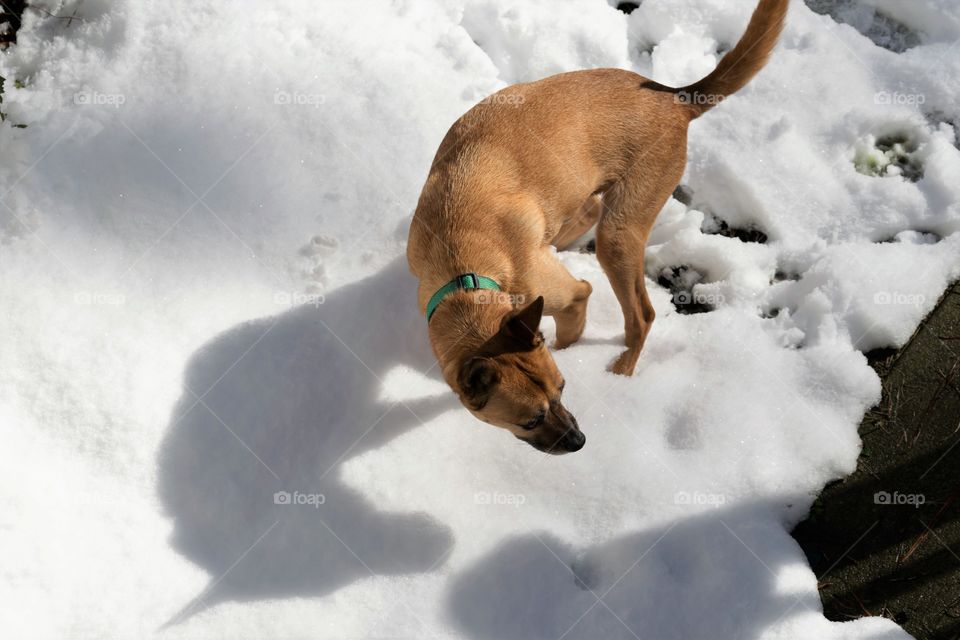 Pet in snow