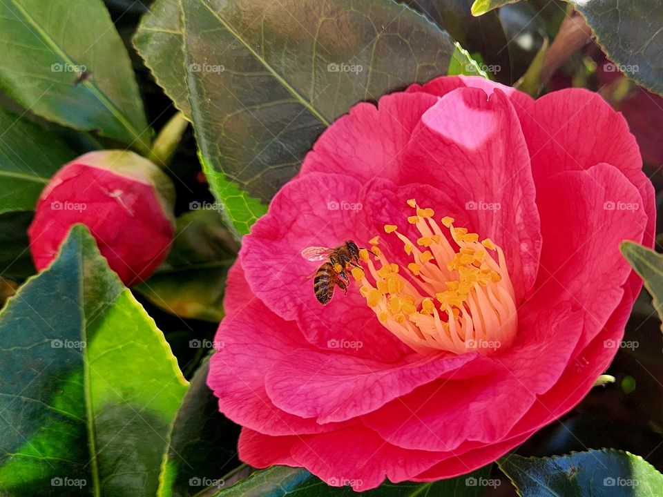 Close up on a bee feeding on the yellow pistils of a fuschia camellia in Locmiquélic