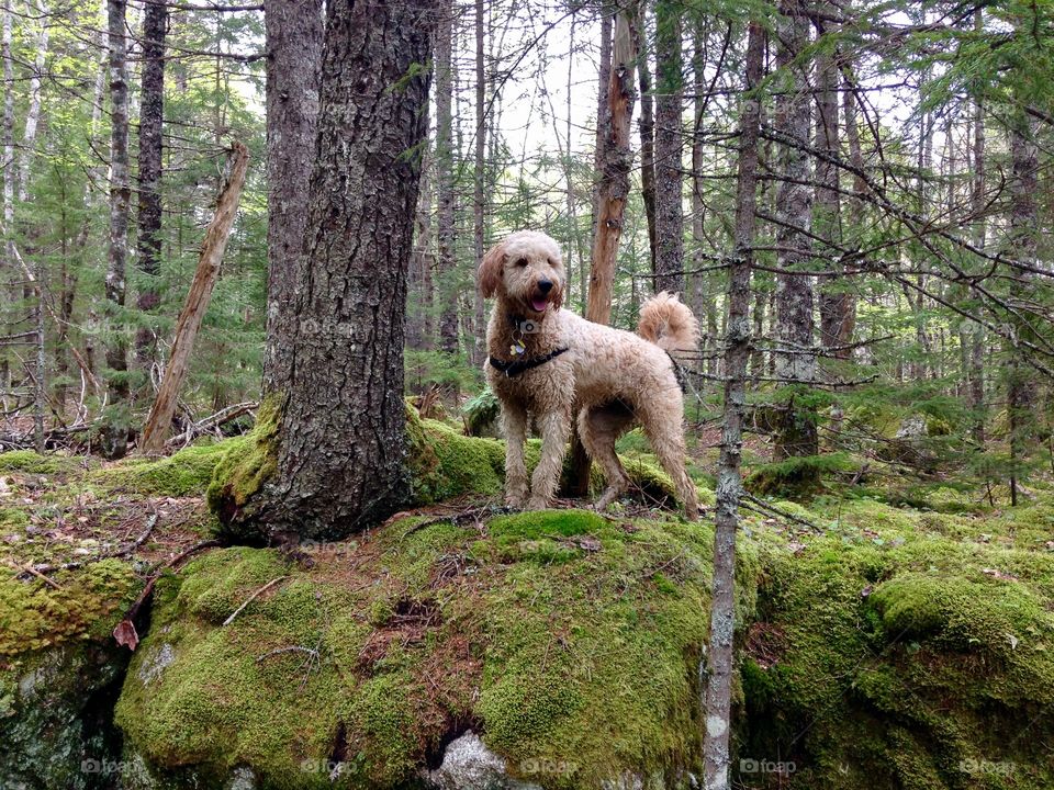 Queen of the majestic, lush forest. Golden doodle a top some mossy rocks amongst the forest.  