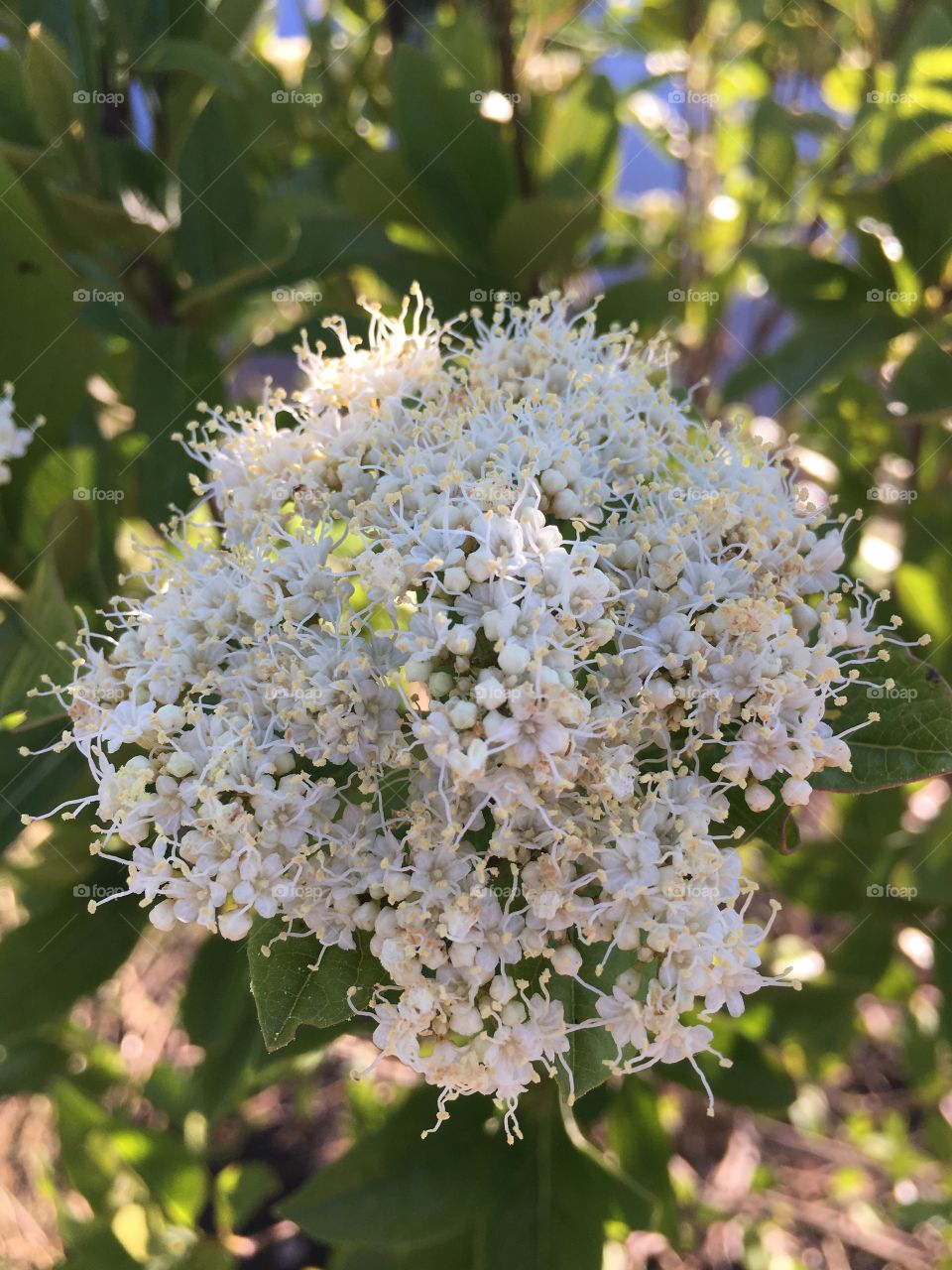 Flowery shrub