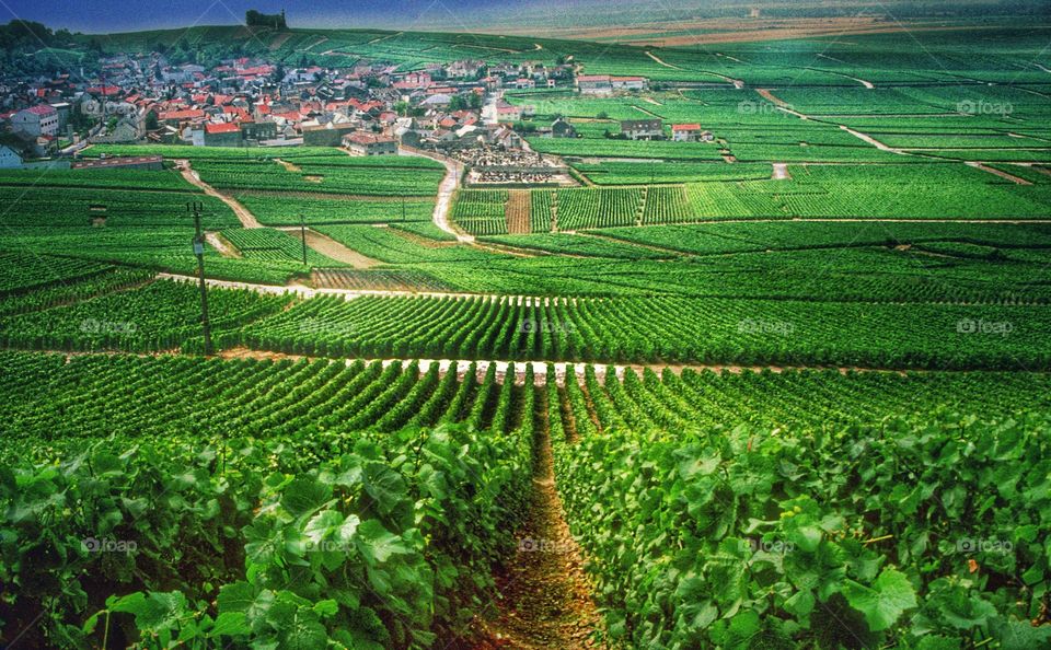 Champagne . Vineyards 