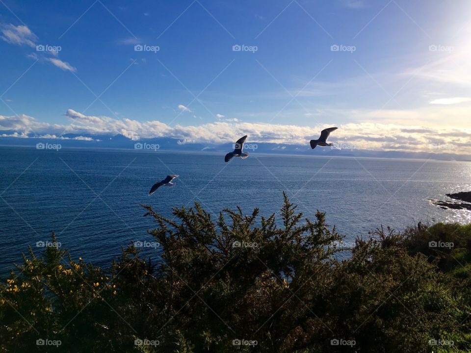 Birds flying in sky