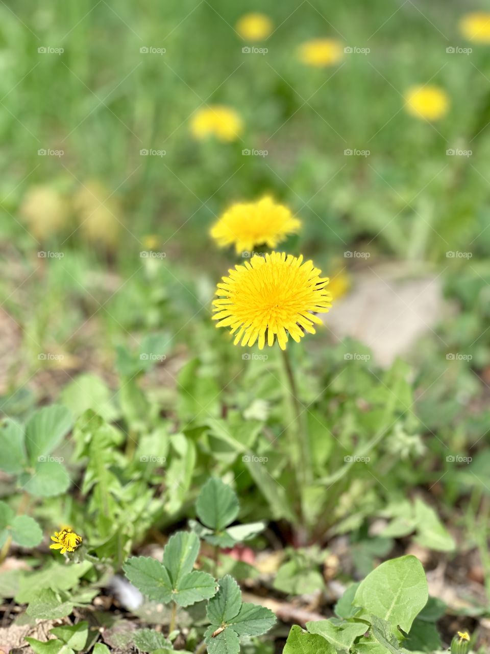Bright yellow dandelions