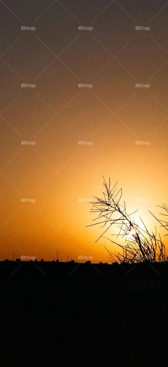 beautiful leaves embracing magic Sunset