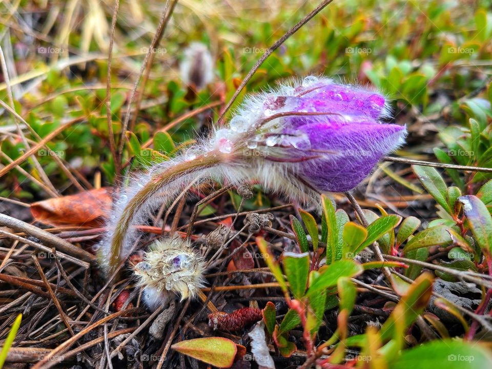 Soft spring rain and greening grass
