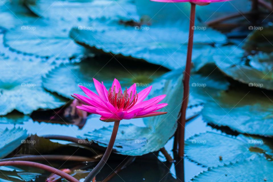 A blooming pink lotus in a pond