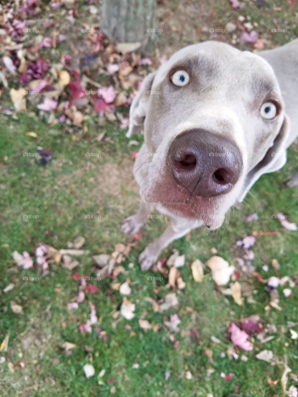 Weimaraner dog ghost eyes