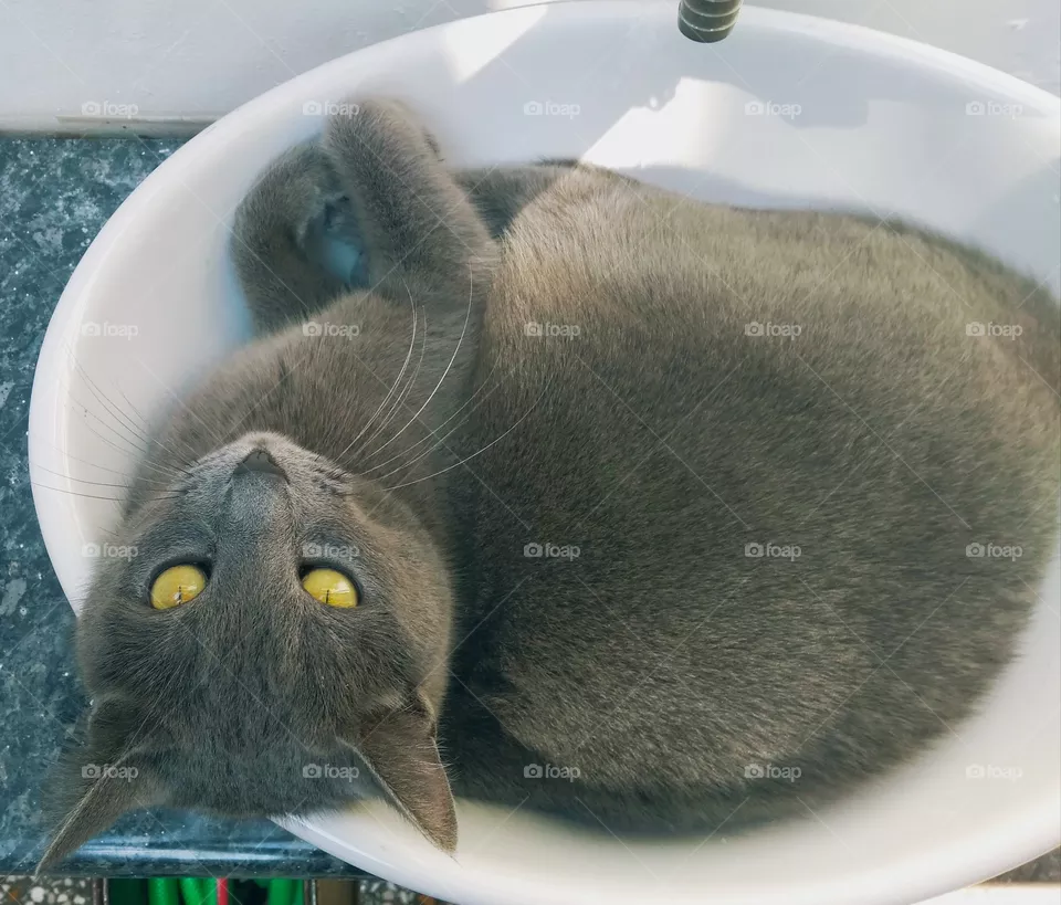 foxy in the sink