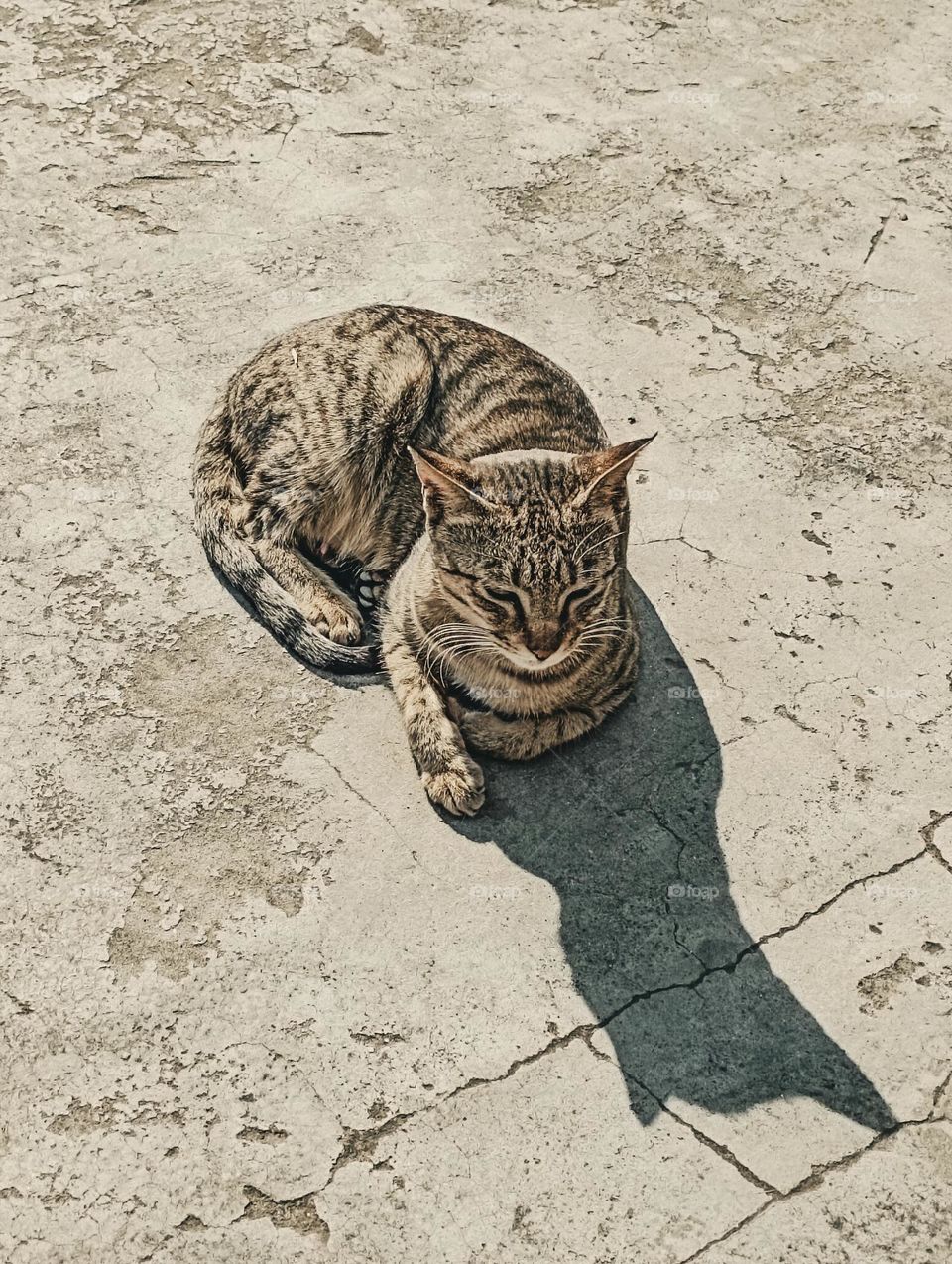 cat picture cat photo