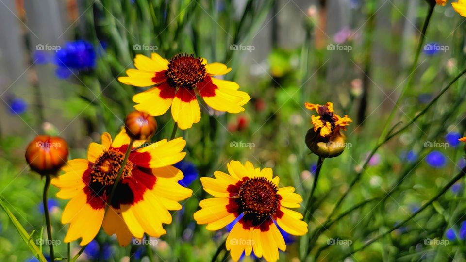 wildflower garden beauty