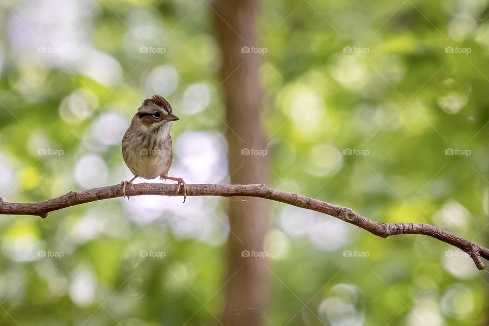 A Chipping Sparrow perched on a twig seems to be lonely, and looking to share the the twig space. Raleigh, North Carolina. 