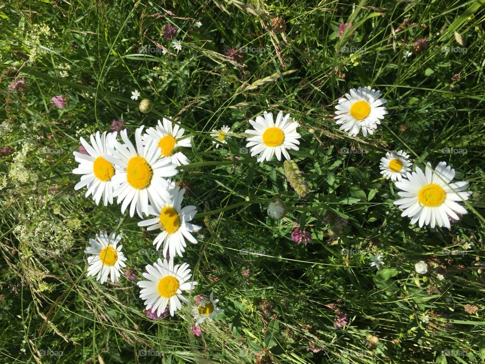 White daisies on a meadow 