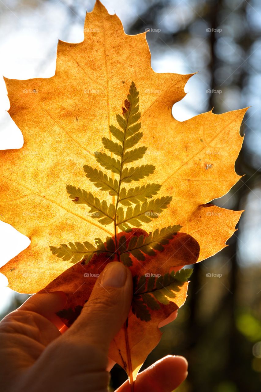 leaves in the hand love forest in the solar light autumn time