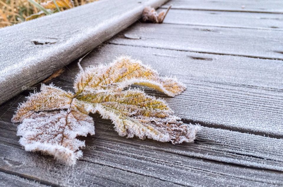 Frost leaf on wooden bench