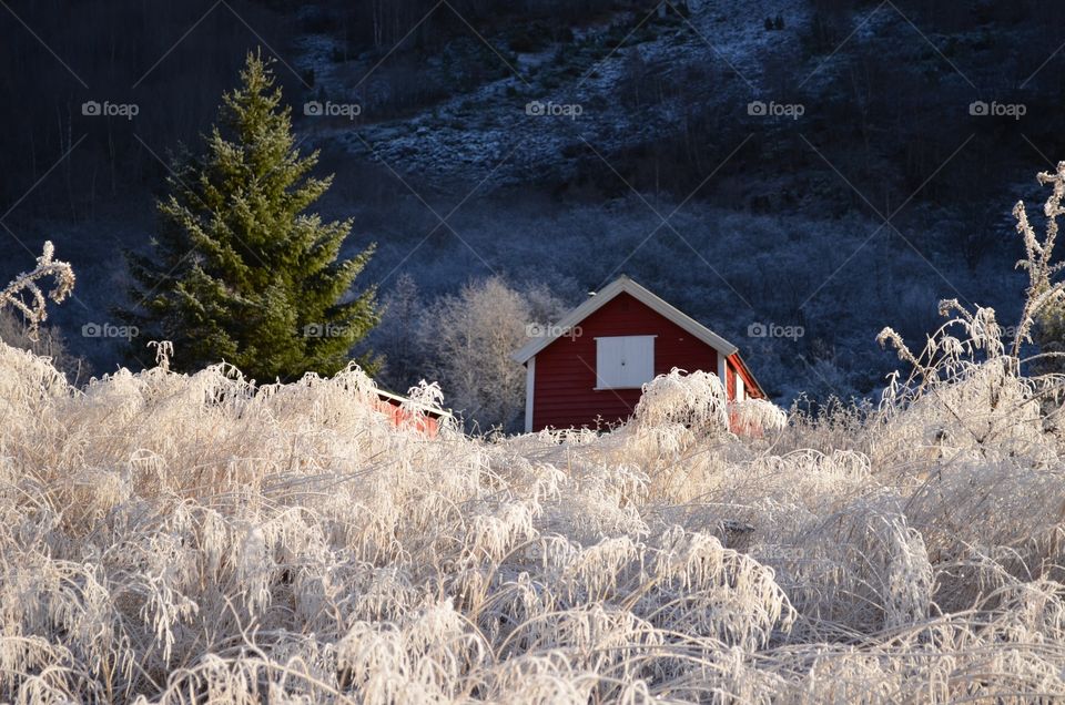 White Winter 