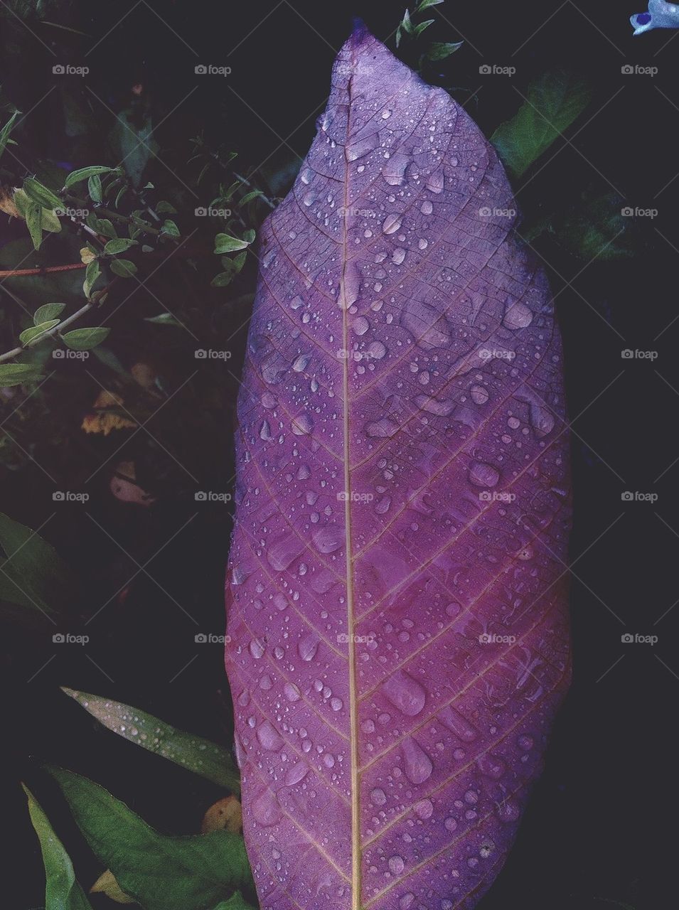 A wet dried leaf