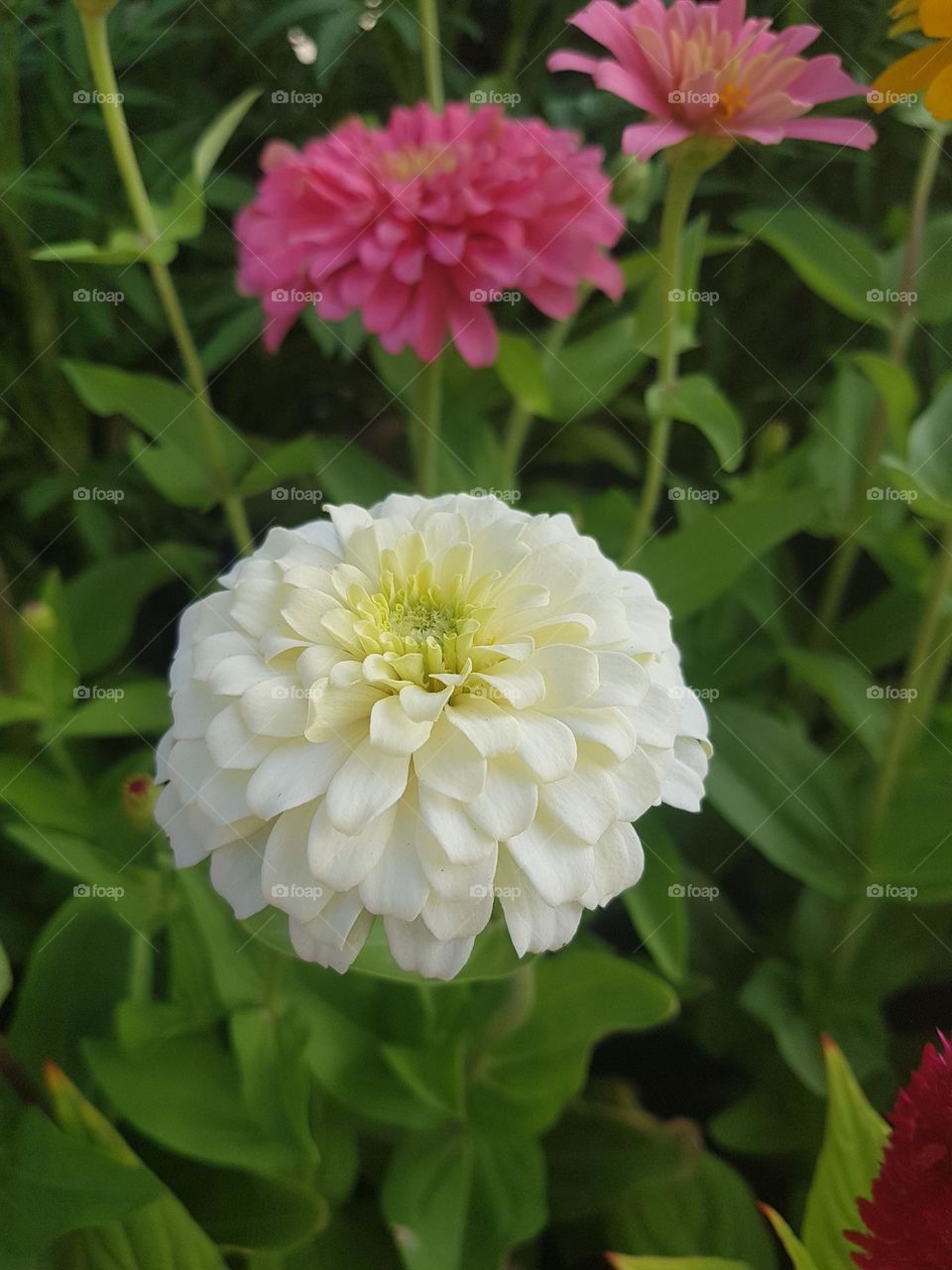ENJOY-ZINNIA