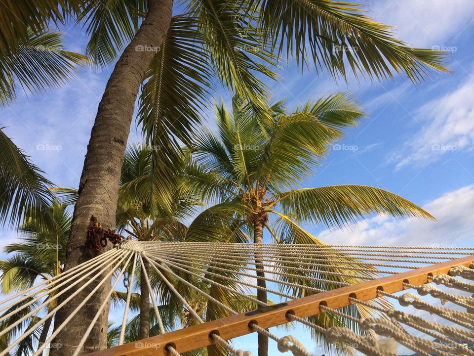 Hammock View